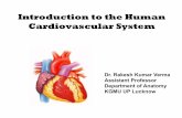 Introduction to the Human Cardiovascular Systemlibvolume8.xyz/zoology/semester5/generalmammalianphysiology1/... · Introduction to the Human Cardiovascular System ... eg.Liver, Spleen,