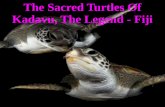 The Sacred Turtles Of Kadavu, The Legend - Fiji · PDF file1/8/2014 · agimoucia Flower You illa s? Nis. jilt .f:touristgttrac o reat :way Fir Walking Drinking Kav¥.a Pi art of jian