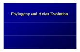 Phylogeny and Avian Evolution - Weber State Universityfaculty.weber.edu/jcavitt/OrnLect/Lecture2.pdf · Phylogeny and Avian Evolution. ... Tetrapoda Amniota Sauropsida. III. Relationshippp