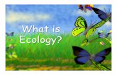 What is Ecology? - PHSBio2201phsbio2201.weebly.com/uploads/4/4/5/1/44518025/ecology_intro_pp.pdf · What is Ecology?? •The study of ... Levels of Organization ... The Biosphere