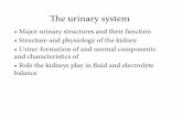 e urinary system - Orange Coast Collegefaculty.orangecoastcollege.edu/grussell/biol221/urinary.pdf · !e urinary system • Major urinary ... • Urine: formation of and normal components