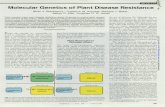 Molecular Genetics Plant Disease Resistanceausubellab.mgh.harvard.edu/publications/pdf/Staskawicz.1995... · Molecular Genetics of Plant Disease Resistance ... Massachusetts General