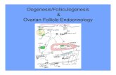 Oogenesis/Folliculogenesis Ovarian Follicle … of Reproduction... · Summary: The follicle is the functional unit of the ovary. One female gamete, the oocyte is contained in each