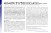 Plant tropane alkaloid biosynthesis evolved independently ... · PDF filePlant tropane alkaloid biosynthesis evolved independently in the Solanaceae ... from an ancestral pathway that