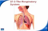 37-3 The Respiratory System - …classroom.libertychristian.com/ClassDocuments/17909/Ch.37-3... · gas exchange—the release of carbon dioxide and ... The basic function of the human