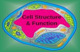 Cell Structure & Function - Houston Independent School ... · PDF fileOrganelles •Cell structures that have a specific ... specific jobs ex. Mitochondrion, ... Cell Structure & Function