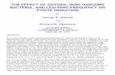 THE EFFECT OF OXYGEN, IRON‐OXIDIZING  · PDF fileTHE EFFECT OF OXYGEN, IRON‐OXIDIZING BACTERIA, AND LEACHING FREQUENCY ON PYRITE OXIDATION By George R. Watzlaf