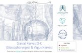Cranial Nerves IX-X (Glossopharyngeal & Vagus Nerves)ksumsc.com/download_center/2nd/1) Neuropsychiatry Block/Teamwork... · Cranial Nerves IX-X (Glossopharyngeal & Vagus Nerves) ...
