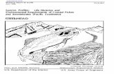 STEELHEAD -   · PDF fileBiological Report 82 (11.60) June 1986 TR EL=82-4 Species Profiles:Life Histories and Environmental Requirements of Coastal Fishes and Invertebrates
