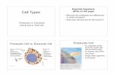 Essential Questions Cell Types - Whitney High Schoolwhs.rocklinusd.org/subsites/Biology/documents/Biology/LS 1-1/Cell... · Cell Types Prokaryotes vs. Eukaryotes Animal Cell vs. Plant