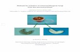 Methods for isolation of entomopathogenic fungi from …orgprints.org/11200/1/11200.pdf · Methods for isolation of entomopathogenic ... soil in the vicinity of the dead host cadaver.