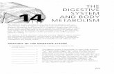 THE DIGESTIVE SYSTEM AND BODY METABOLISM14+A+&+P... · Chapter 14 The Digestive System and Body Metabolism 2 7 7 ... Chapter 14 The Digestive System and Body Metabolism 2 8 ... your