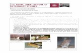 Physical examination of rabbits - Home - Supreme · PDF filePhysical examination of rabbits * ‘Bunny-burrito’ technique may be useful * Our students at the R(D)SVS, are required