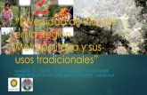 “Diversidad de Plantas en la Región Metropolitana y sus ... · PDF filediversidad florística y varias plantas son usadas hace siglos por los pobladores nativos