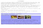file · Web viewlichens. lichens are organisms formed by symbiotic association between fungi and algae. both algae and fungi benefit from the association. the fungus