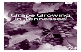 Grape Growing in Tennessee - University of Tennessee …utextension.tennessee.edu/publications/documents/PB1… ·  · 2014-06-09Fruit from these varieties is ... wine, preserves