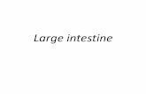 Large intestine - JUdoctors · PDF fileAnatomy of the Large Intestine 2. ... • It is a blind-ended pouch • Site : ... • The transverse colon is about 15 in. (38 cm) long