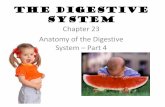 The Digestive System - lwcmrstaylor.yolasite.comlwcmrstaylor.yolasite.com/resources/Chapter 23 - The Digestive... · Anatomy of the Digestive System ... •Because the colon doesn’t