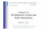 The Digestive System and Body Metabolism - Yolajkaser.synthasite.com/resources/Anatomy_and_Physiology/PowerPoin… · Essentials of Human Anatomy & Physiology Seventh Edition ...