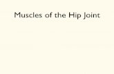 Muscles of the Hip Joint - Eastern Illinois Universitycfje/2440/Hip-muscles.pdf•Common action is External Rotation • Powerful external rotation of the hip is required to throw