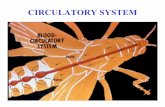 CIRCULATORY SYSTEM - University of California, Riversideinsects/pages/teachingresources/files... · FUNCTIONS OF THE INSECT CIRCULATORY SYSTEM HEMOLYMPH OR PLASMA • Lubricant for