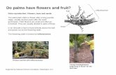 The flowering stalk is termed an · PDF fileThe first flowers to open are male flowers; ... Female flowers have a very large rounded ... Palm seedlings dug up from the soil under palm