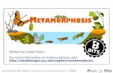 Ask A Biologist - Biology Bits - Metamorphosis fish that do it. Some change where ... Most insects start life inside an egg laid in soil, water, ... made in all plants and animals.