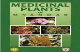 Medicinal Plants Of Myanmar - WHO | World Health …apps.who.int/medicinedocs/documents/s20298en/s20298en.pdfMEDICINAL PLANTS OF MYANMAR Compiled by MINISTRY OF HEALTH DEPARTMENT OF