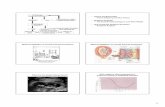 Theory and Some Data Parent-Offspring Conflict Theory ... · PDF fileAttachment Early Stress • A ... – cut chorion at the edge of placenta – cord removed flush with the placenta