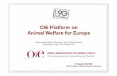 OIE Platform on AW for Europe - wbvn.netwbvn.net/wp-content/uploads/2014/03/OIE-Platform-on-AW-for-Europe.… · OIE Platform on Animal Welfarefor Europe 1 Dr. Stanislav RALCHEV OIE