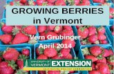 GROWING BERRIES in Vermont - The University of … BERRIES in Vermont Vern Grubinger April 2014 . tonight’s outline • introduction • soil / site preparation • strawberries
