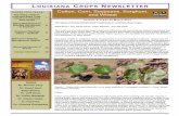 CROPS NEWSLETTER Cotton, Corn, Soybeans, …louisianacrops.com/wp-content/uploads/2015/03/Louisiana...One of the most significant decisions producers must make when planting soybeans