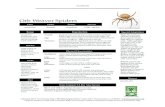 Orb Weaver Spiders info sheet - Save · PDF fileweaver. The mass of eggs is ... Legs: Spinnerets: Eyes: Egg: Immature: chelicerate, spider jaws are tipped by fangs with a duct ...