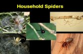 Household Spiders - Colorado State Universitywebdoc.agsci.colostate.edu/bspm/Spiders in the Home.pdf · Arachnid Feature – Four Pairs of Legs . Chelicerae ... Funnel weaver spiders