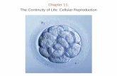 Chapter 11: The Continuity of Life: Cellular …guralnl/gural/102Chapter 11 - Cellular Reproduction.pdfChapter 11: The Continuity of Life: Cellular Reproduction. Chapter 11: Cellular