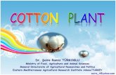 Cotton Plant? Mophology and Anatomy Root Shoot System Seed ... · PDF fileMophology and Anatomy Root Shoot System Seed ... world‟s largest industries. ... • On average , roots