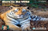 5 8 Saving the Majestic Tiger - s3.  · PDF fileVideo (on DVD), Video Quiz Worksheet, ... part of the planet’s rich diversity of ... of India and the tropical jungles of