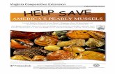 AMERICA’S PEARLY MUSSELS - Virginia Tech · PDF fileAMERICA’S PEARLY MUSSELS Louis A. Helfrich, ... Because of the lustrous, pearl-like interior of the shells, some of these pearly