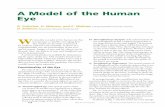 A Model of the Human Eye - Kansas State University · PDF fileA Model of the Human Eye G. Colicchia, H. Wiesner, and C. Waltner, Ludwig Maximilian University, Germany D. Zollman, Kansas