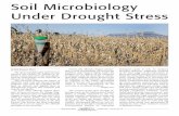 Soil Microbiology Under Drought Stress - University of ...extension.missouri.edu/sare/documents/DroughtSoilBiology...accumulating from drought stress may contribute to a minor extent