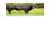 Otis - This bull is registered - DOB: 12.30.14 Sire: CCR ... - This bull is registered - DOB: 12.30.14 Sire: CCR Thunder Price: $2,250.00
