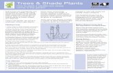 Trees & Shade Plants Trees &Shade Plants · PDF fileRemove the guards when the trees are five years old. Ashort stake enables the tree to move in the wind, ... overhang or endanger