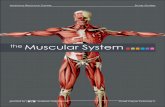 the Muscular Systemlc.gcumedia.com/.../muscular-system-terms-guide.pdf ·  · 2014-07-01Anatomy Resource Center Study Guides the Muscular System provided by | Academic Web Services