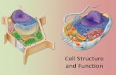 Cell Structure and Function - fa-stone.weebly.com Cell Theory • All living things are made of one or more cells • All cells come from other pre-existing cells ... human cheek epithelial