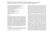 Cell, Vol. 117, 953–964, June 25, 2004, Copyright 2004 by ...glycobiology/aDG.pdf · Yvonne M. Kobayashi,1 John Muschler,3 ... Howard Hughes Medical Institute 1992) ... DG-laminin