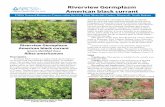 Riverview Germplasm American black currant - Home | NRCS · PDF filemany conservation and agroforestry plantings on a variety of ... Nursery grown seedlings establish readily if planted