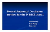 Dental Anatomy/Occlusion - Wikispaces - …utechdmd2015.wikispaces.com/file/view/Dental+Anatomy+&+Occlusion.pdfDental Anatomy/Occlusion Review for the NBDE Part I ... The roots of