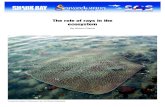 The role of rays in the ecosystem - Australian Natural ...data.daff.gov.au/brs/brsShop/data/12996_rolerays_sharks_24feb05.pdf · THE ROLE OF RAYS IN THE ECOSYSTEM By Simon Pierce