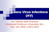Adeno Virus Infections - scholar.cu.edu.egscholar.cu.edu.eg/?q=wafaaabdelghany/files/adeno_virus_infections.pdf · Definition Adenoviruses are ... Adeno virus spleenomegaly in chickens.
