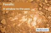 Fossils- A Window To The Past - Studyladder · PDF fileA window to the past. Fossils give us a snapshot of the past so we can see what life was like millions of years ago. Fossils